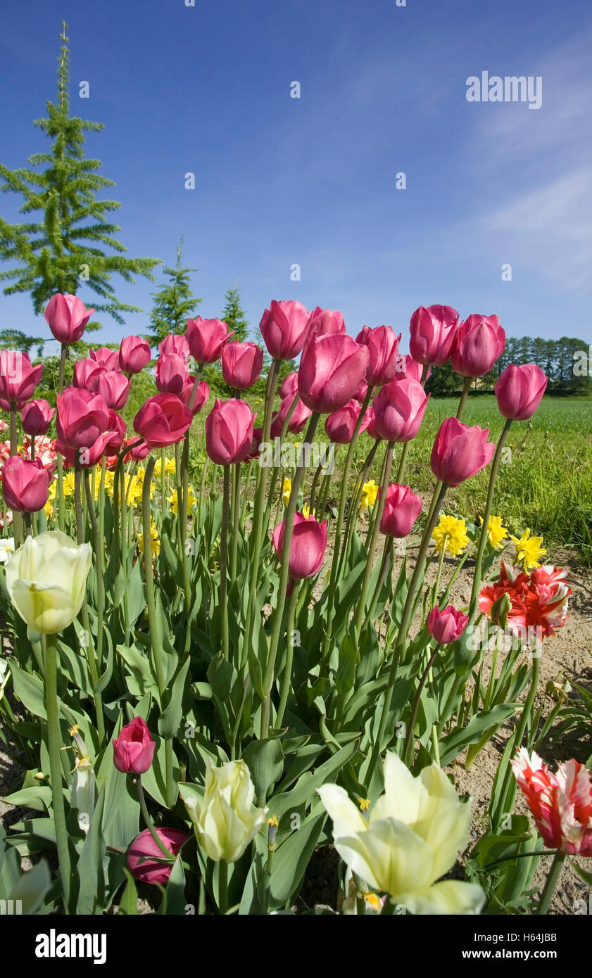 The tulip flowers hi-res stock photography and images - Alamy