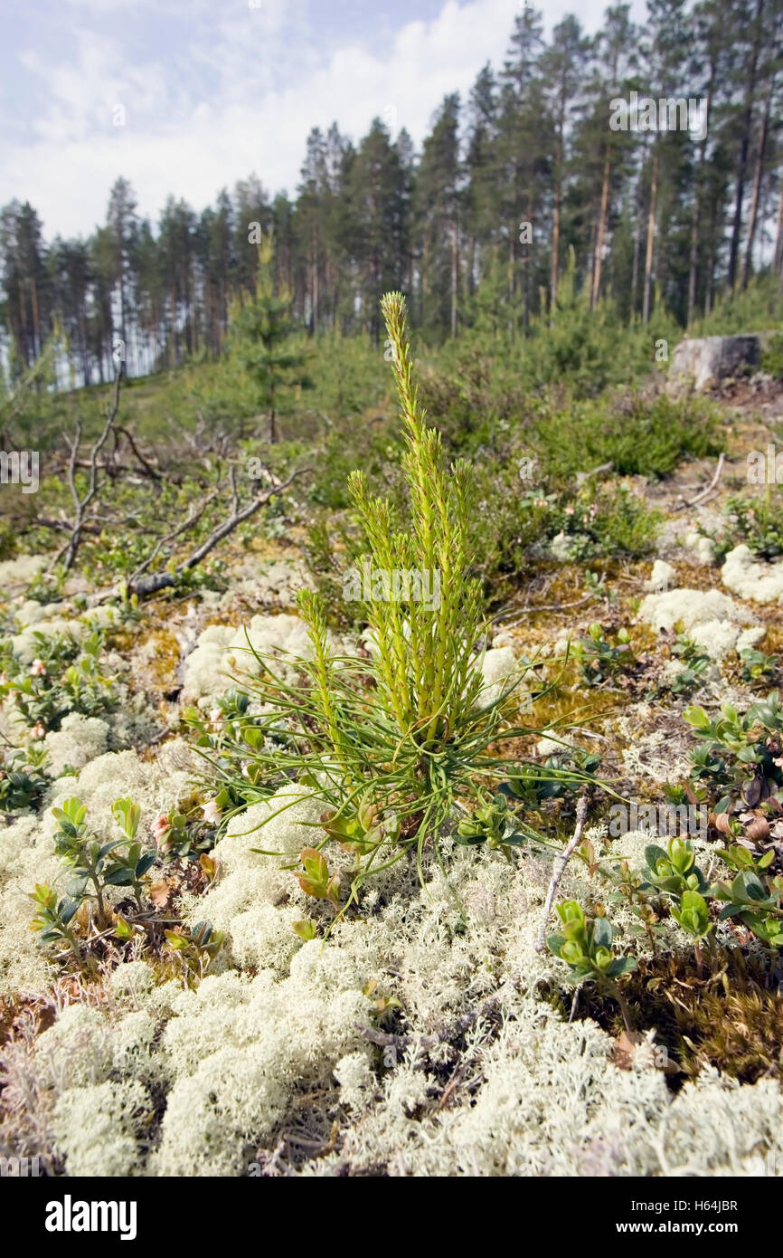 Pinus sylvestris pine hi-res stock photography and images - Alamy