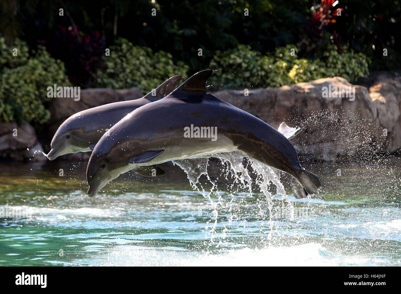 dolphins jump during the Dreamflight visit to Discovery Cove in Orlando, Florida. Stock Photo
