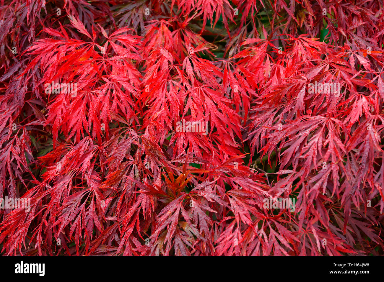 Japanese Maple (Acer Palmatum) tree in early autumn prior to leaf fall. Stock Photo