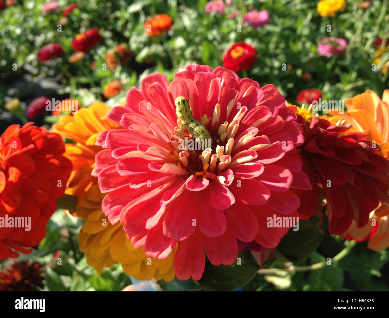 Caterpillar in fuschia, Zinnia flower Stock Photo Alamy