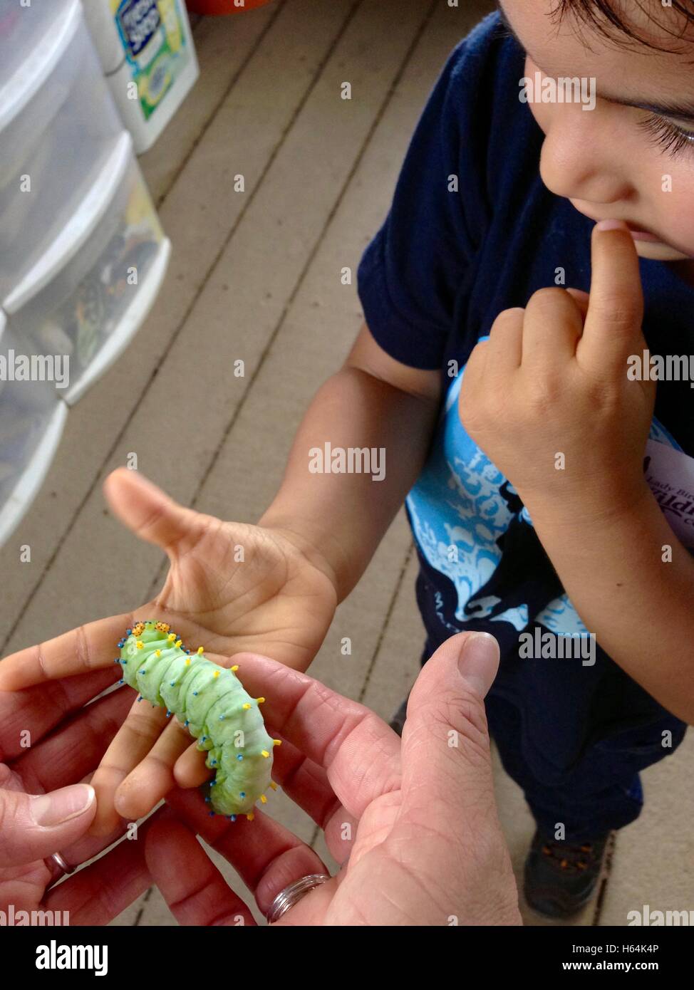 Young boy observing a Cecropia caterpillar at the Mary Bird Johnson Wild Flower Center. Stock Photo