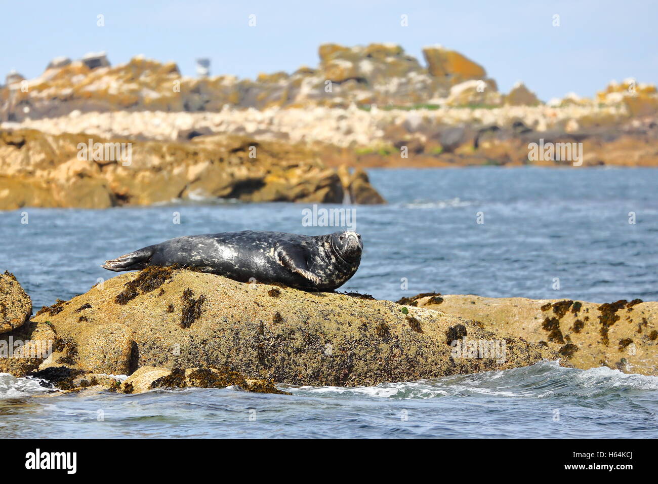 Grey Seal on the Isles of Scilly, Cornwall, UK Stock Photo