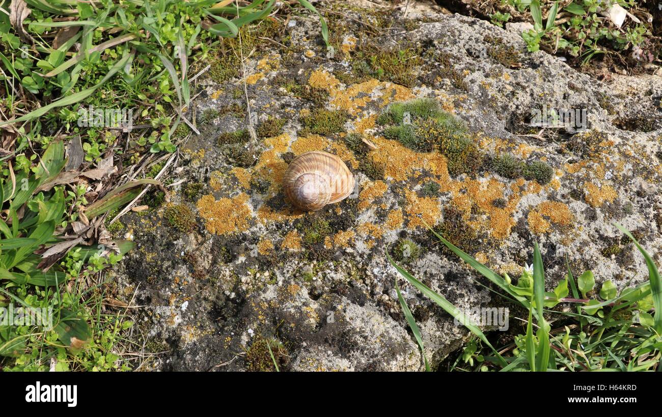 Escargot Shell Hi Res Stock Photography And Images Alamy
