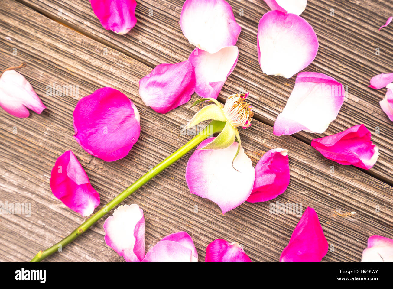 petals of rose Stock Photo Alamy