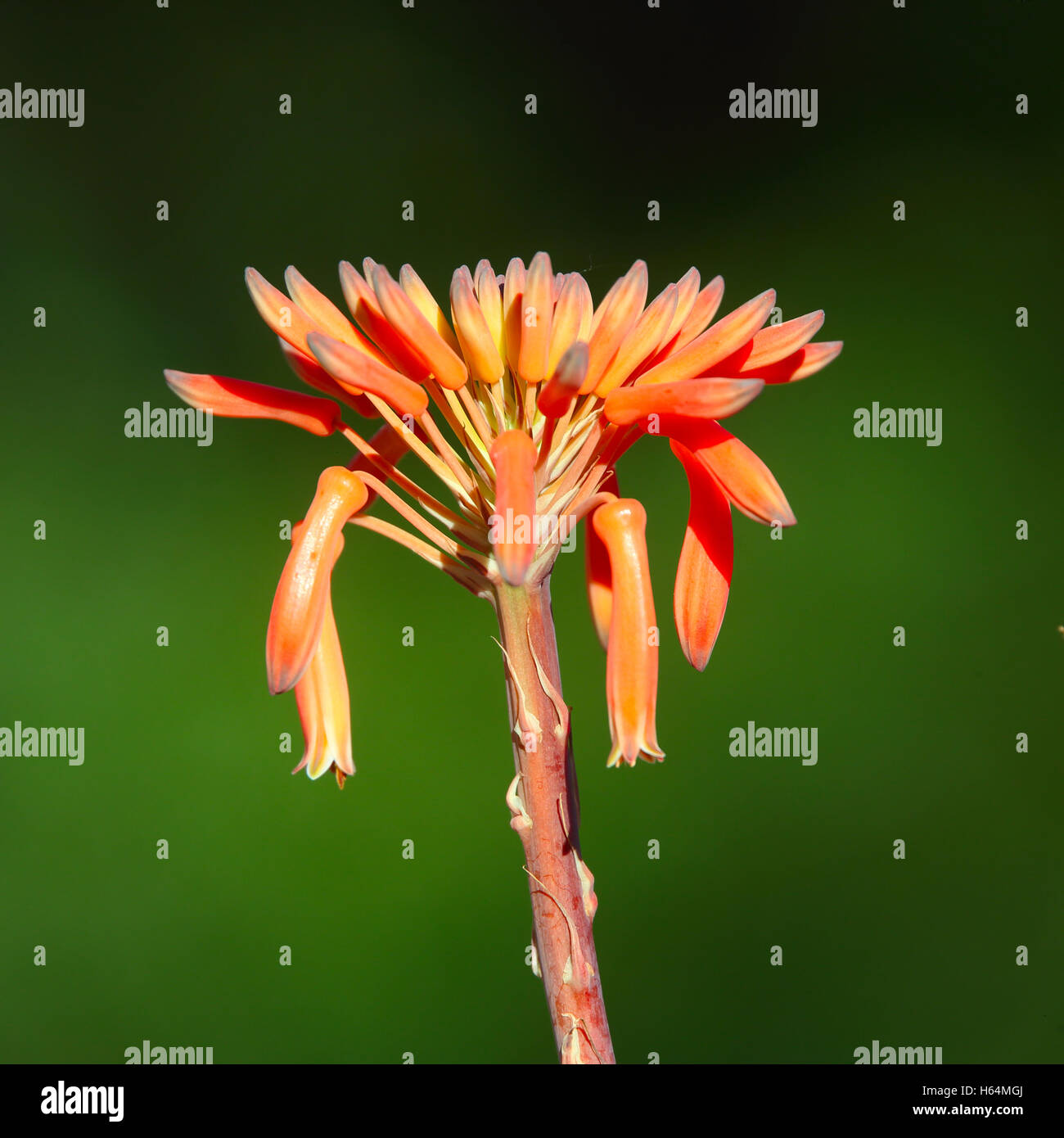 Flowerhead of Aloe Vera, Tarifa, Andalucia, Spain. Stock Photo