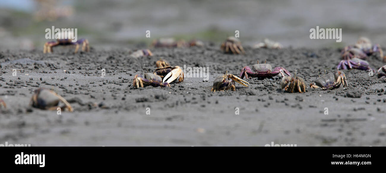 Moroccan Fiddler Crabs (Uca tangeri), Merja Zerga, Morocco. Stock Photo
