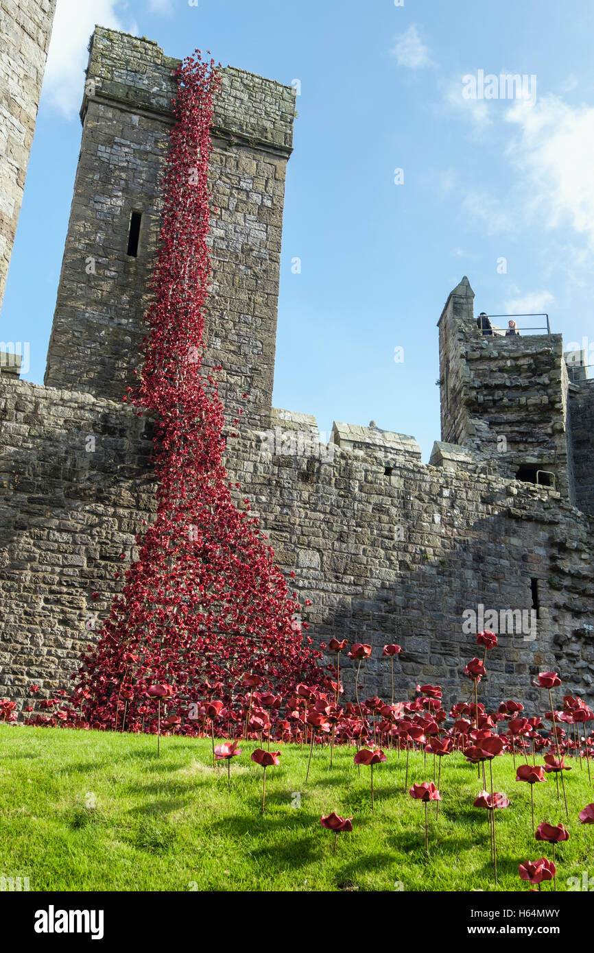 Low view of Weeping Window art sculpture of ceramic red poppies display in Caernarfon castle walls. Caernarfon Gwynedd Wales UK Stock Photo