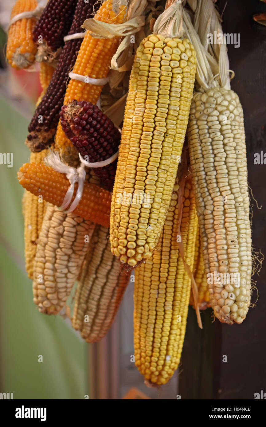 Old corn cob. Autumn vegetables Stock Photo Alamy