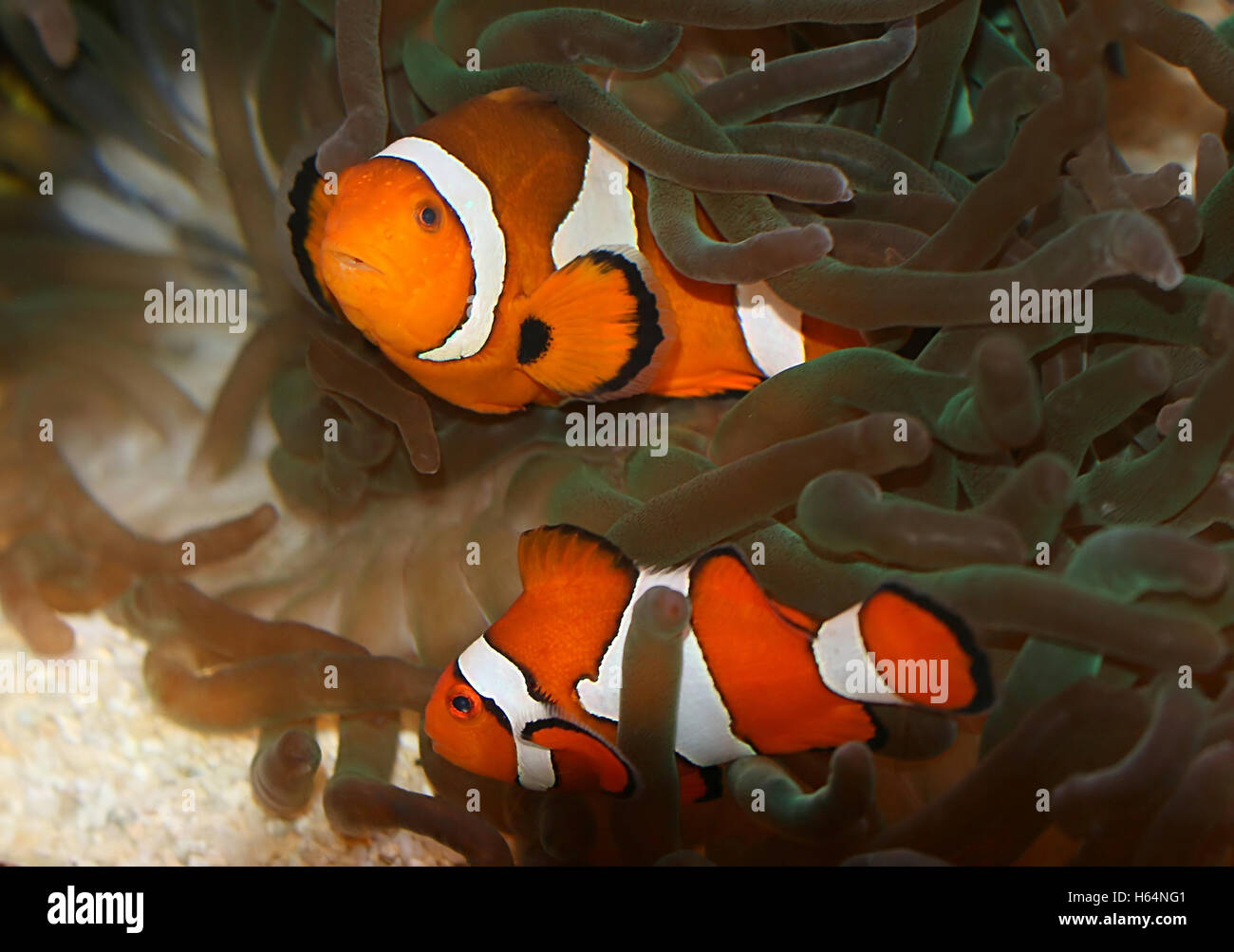 Pair of Common or Ocellaris Clownfishes (Amphiprion ocellaris), native to the Pacific Stock Photo