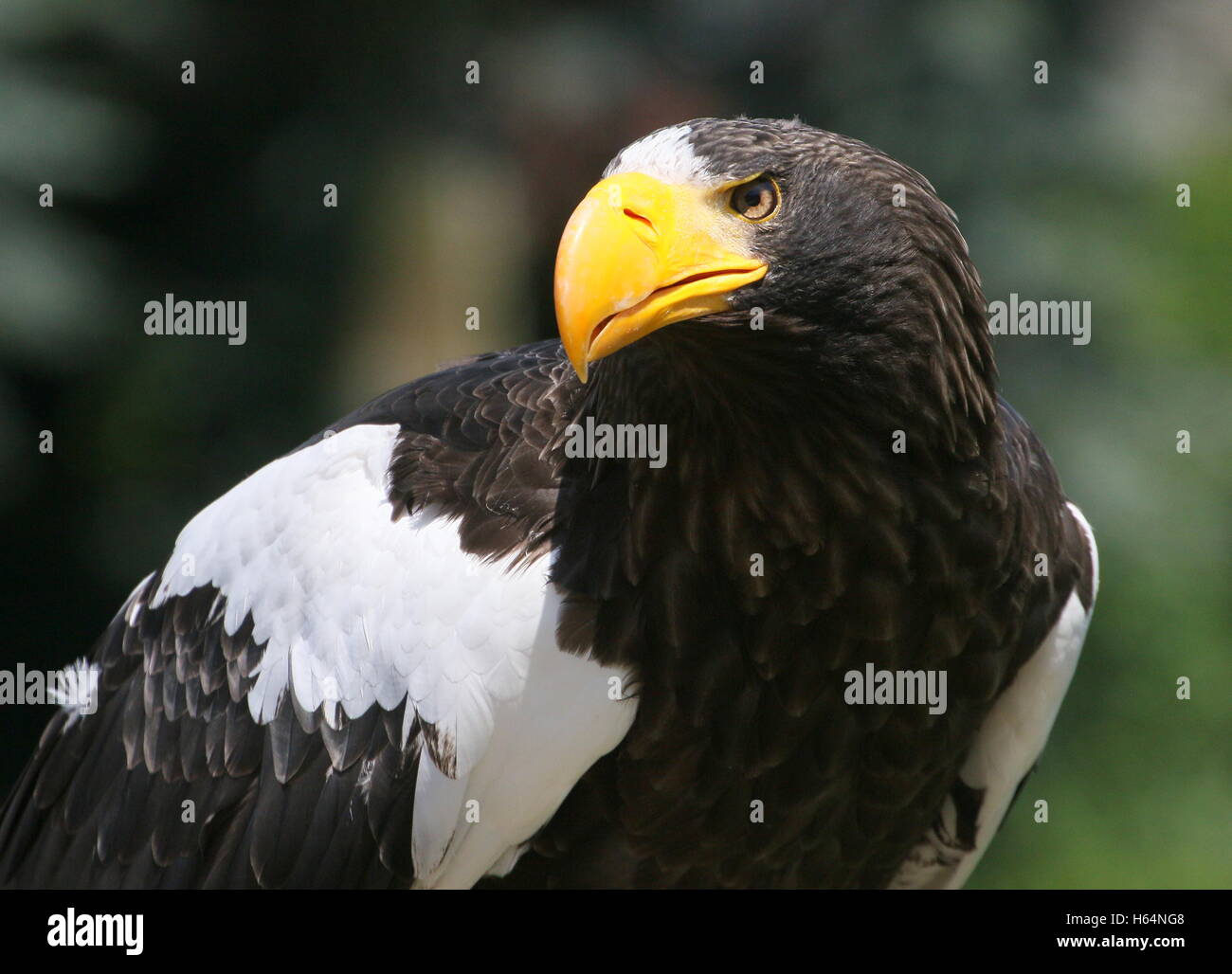 East Asian Steller's sea eagle (Haliaeetus pelagicus) portrait -  a.k.a. Pacific/ White-shouldered eagle Stock Photo