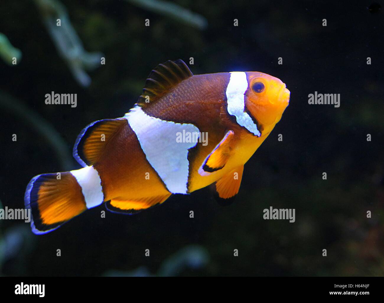 Una de las especias más conocidas por su peculiar colorido. 🤡🌈✨ Al pez  payaso es muy común encontrarlo en los arrecifes de coral del océano  Indo-Pacífico. Se rodea de anémonas para crear, image size:1300x1027