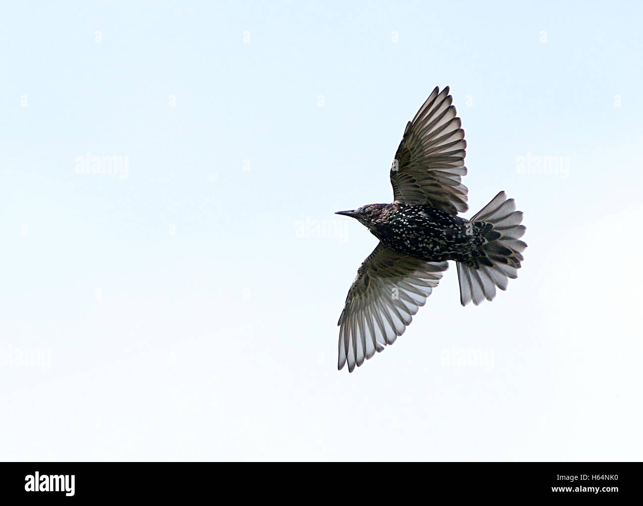 Solitary European Starling (Sturnus vulgaris) in flight Stock Photo