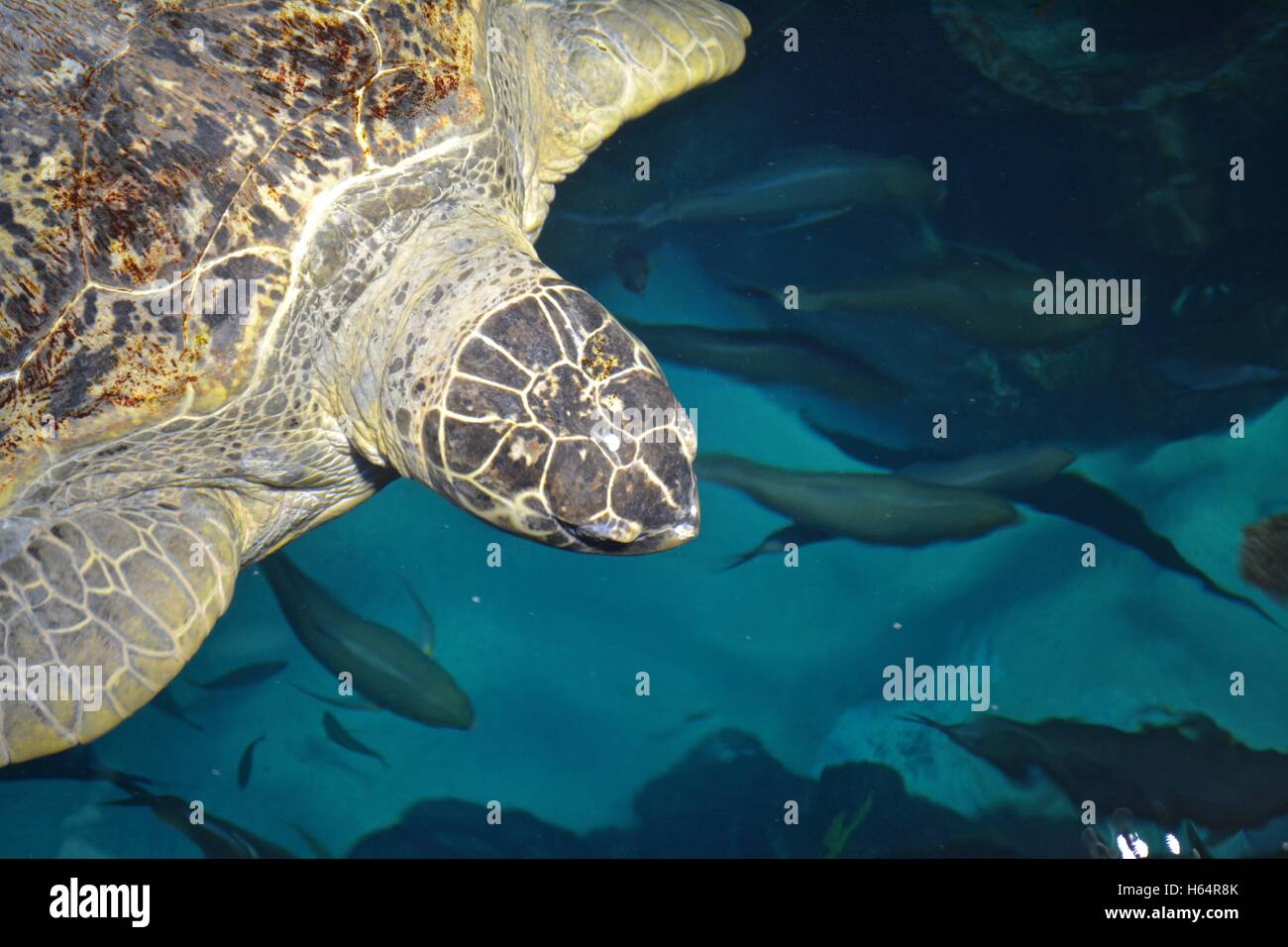A Sea Turtle in the New England Aquarium in Boston Massachusetts Stock