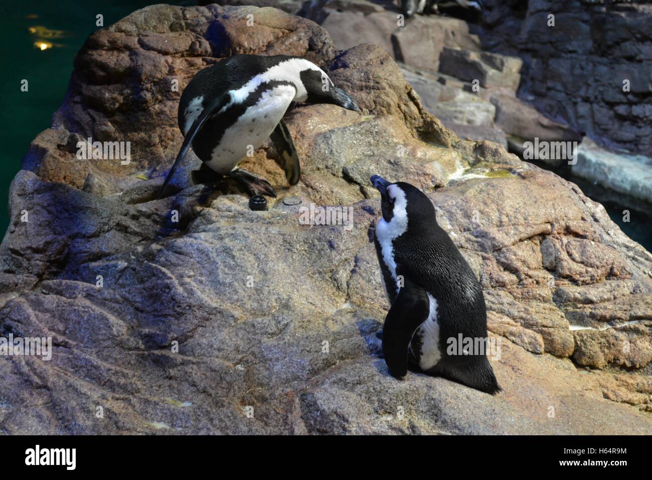 Penguins in the New England Aquarium in Boston Massachusetts Stock