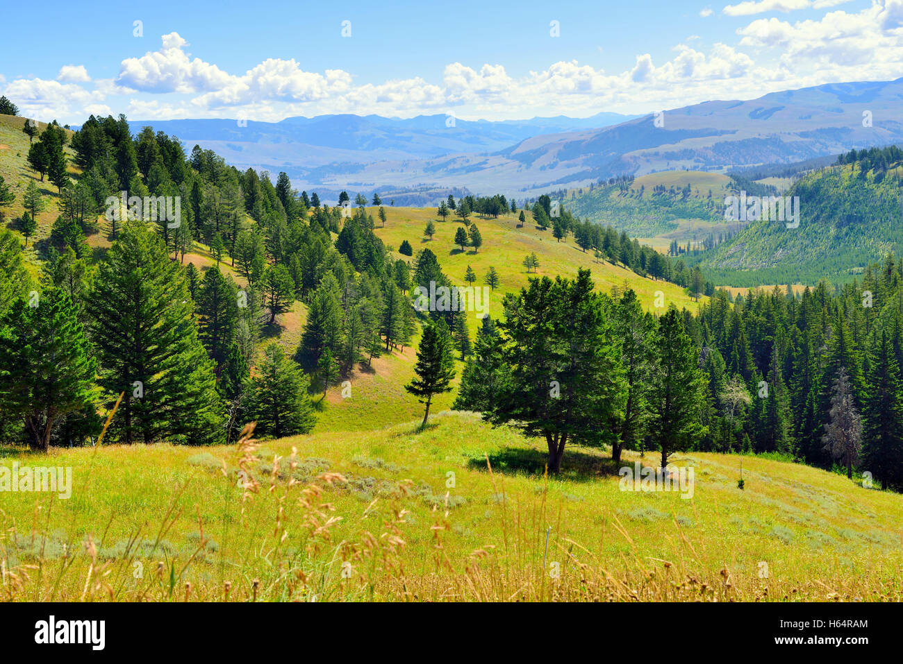 Blacktail Plateau in Yellowstone National Park, Wyoming in summer Stock