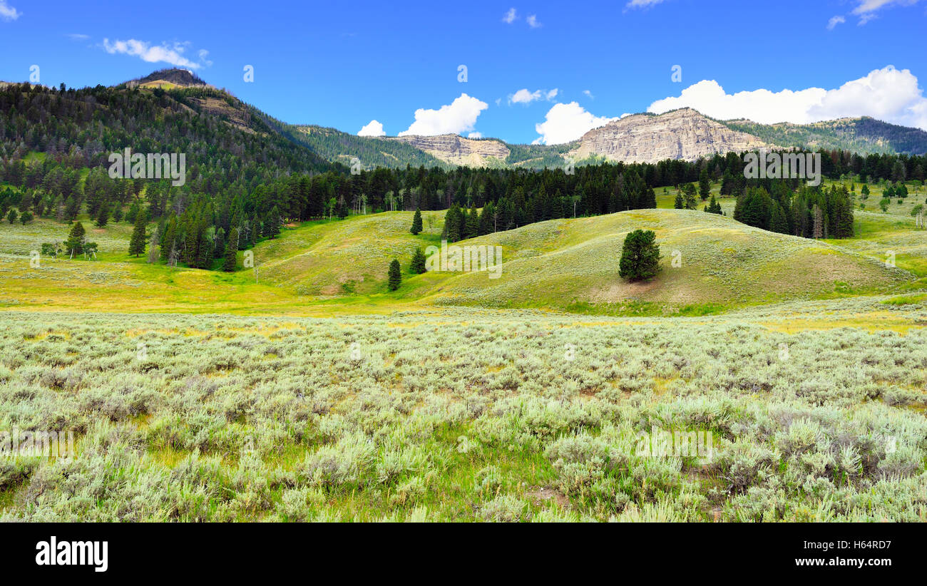 Lamar Valley in Yellowstone National Park, Wyoming in summer Stock ...