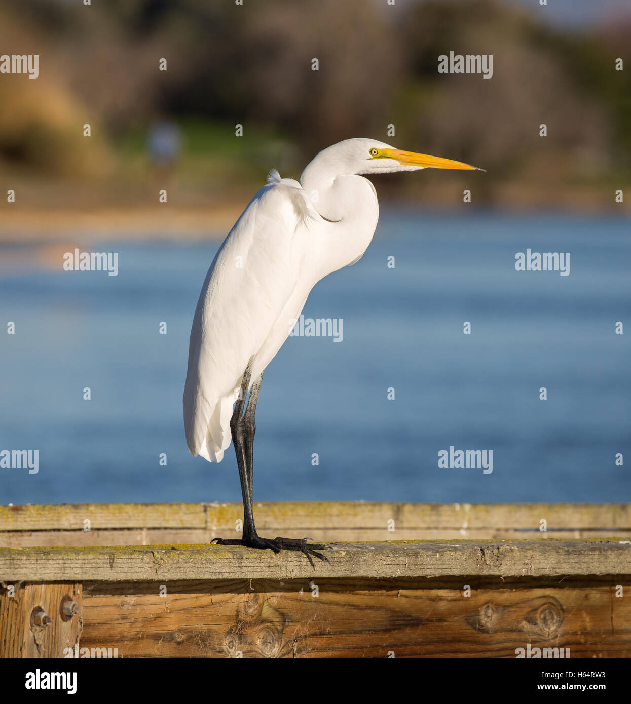 Great Egret, Common Egret, Large Egret, Great White Heron - Ardea alba Stock Photo