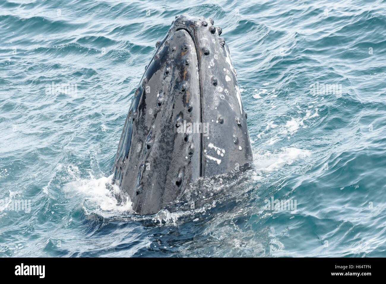 Whale closeup hi-res stock photography and images - Alamy