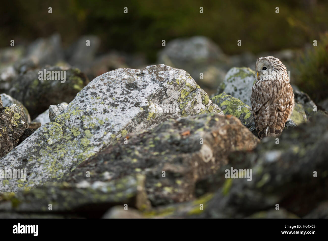 Ural Owl / Habichtskauz ( Strix uralensis ) sitting between rocks, perfect camouflage, at daybreak, backside view, wildlife, Europe. Stock Photo