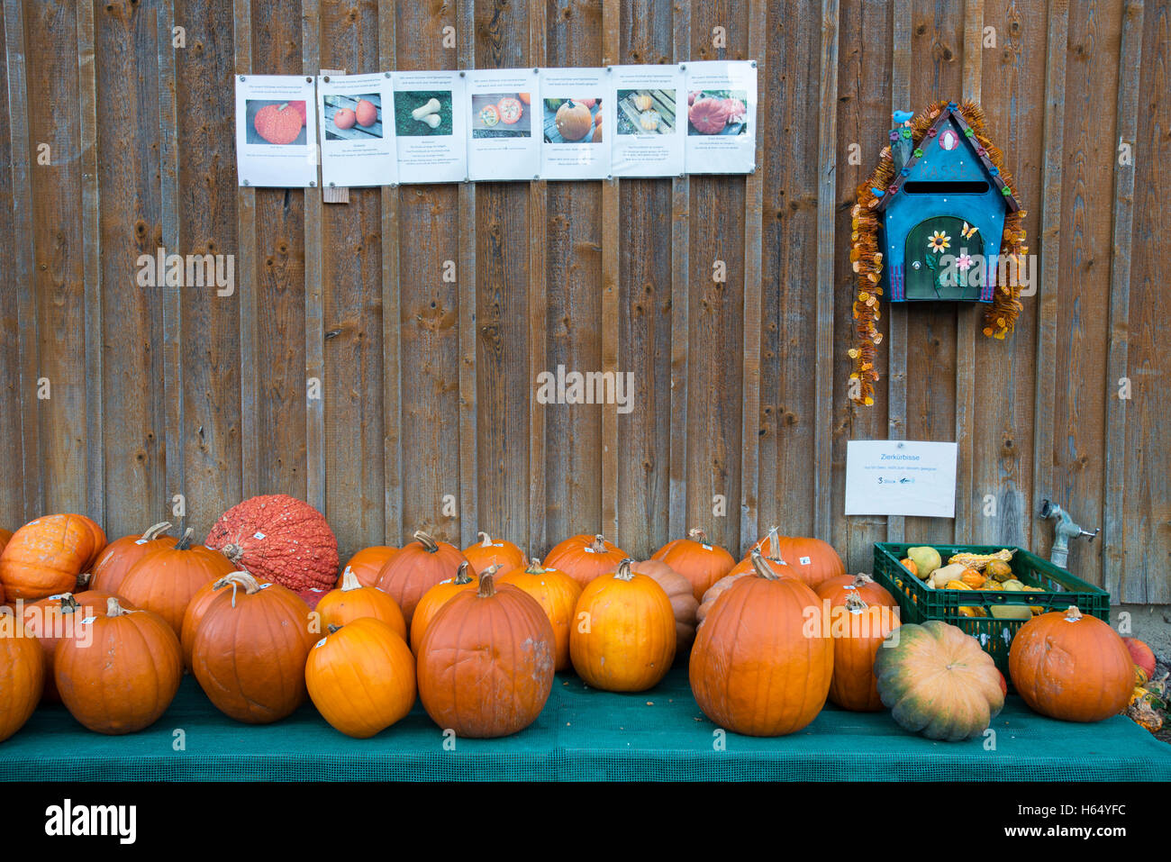 Halloween Pumpkins for sale at a barn, Reichenau, Baden-Wuerttemberg, Germany Stock Photo