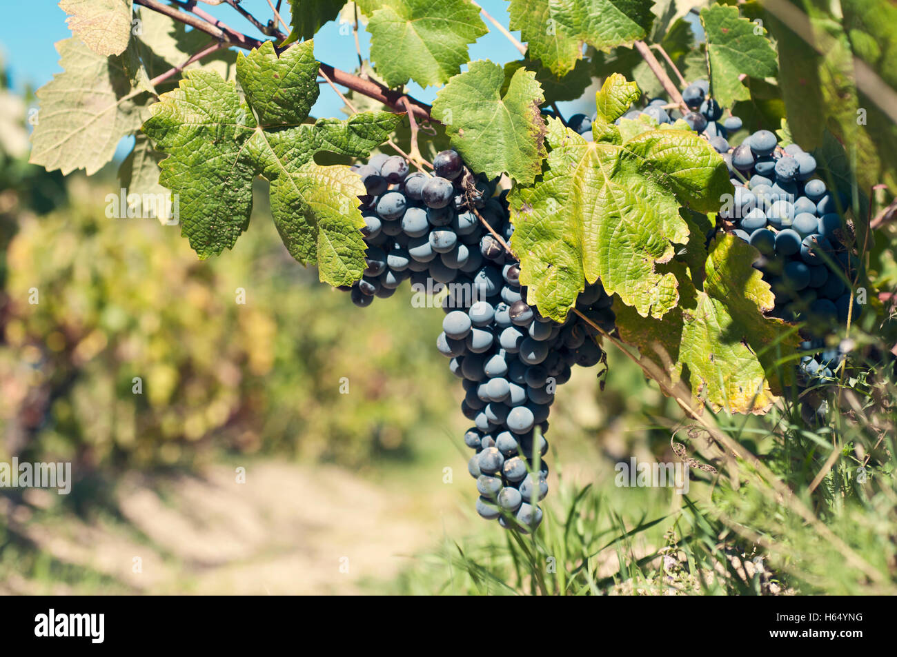 bunch of red grapes on the vine with green leaves Stock Photo - Alamy