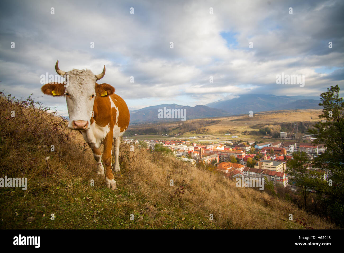 Color image of a cow grazing on a hill Stock Photo - Alamy