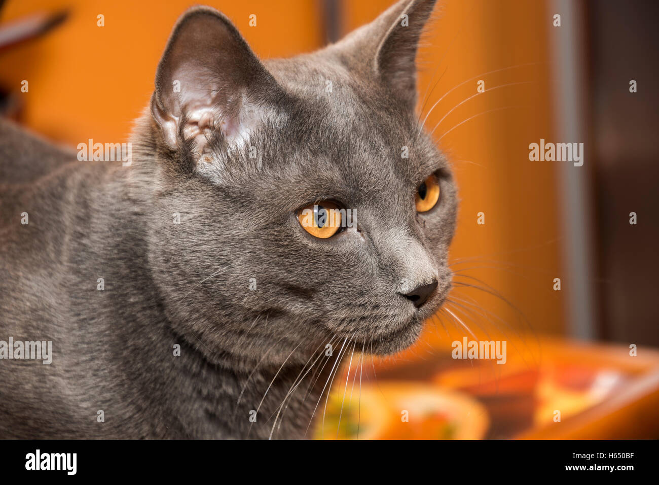 closeup of a gray cat breed Chartreux Stock Photo Alamy