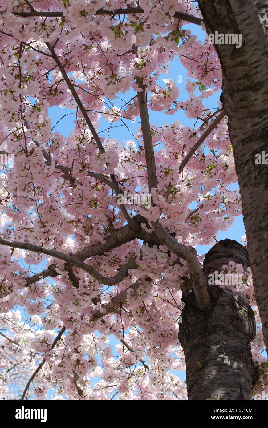 Pretty pink blooming cherry trees in Washington DC Stock Photo Alamy