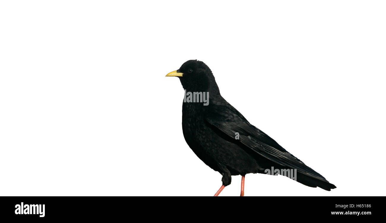 Alpine chough or yellow-billed chough, Pyrrhocorax graculus, single bird standing in snow, Northern Spain, April 2008 Stock Photo