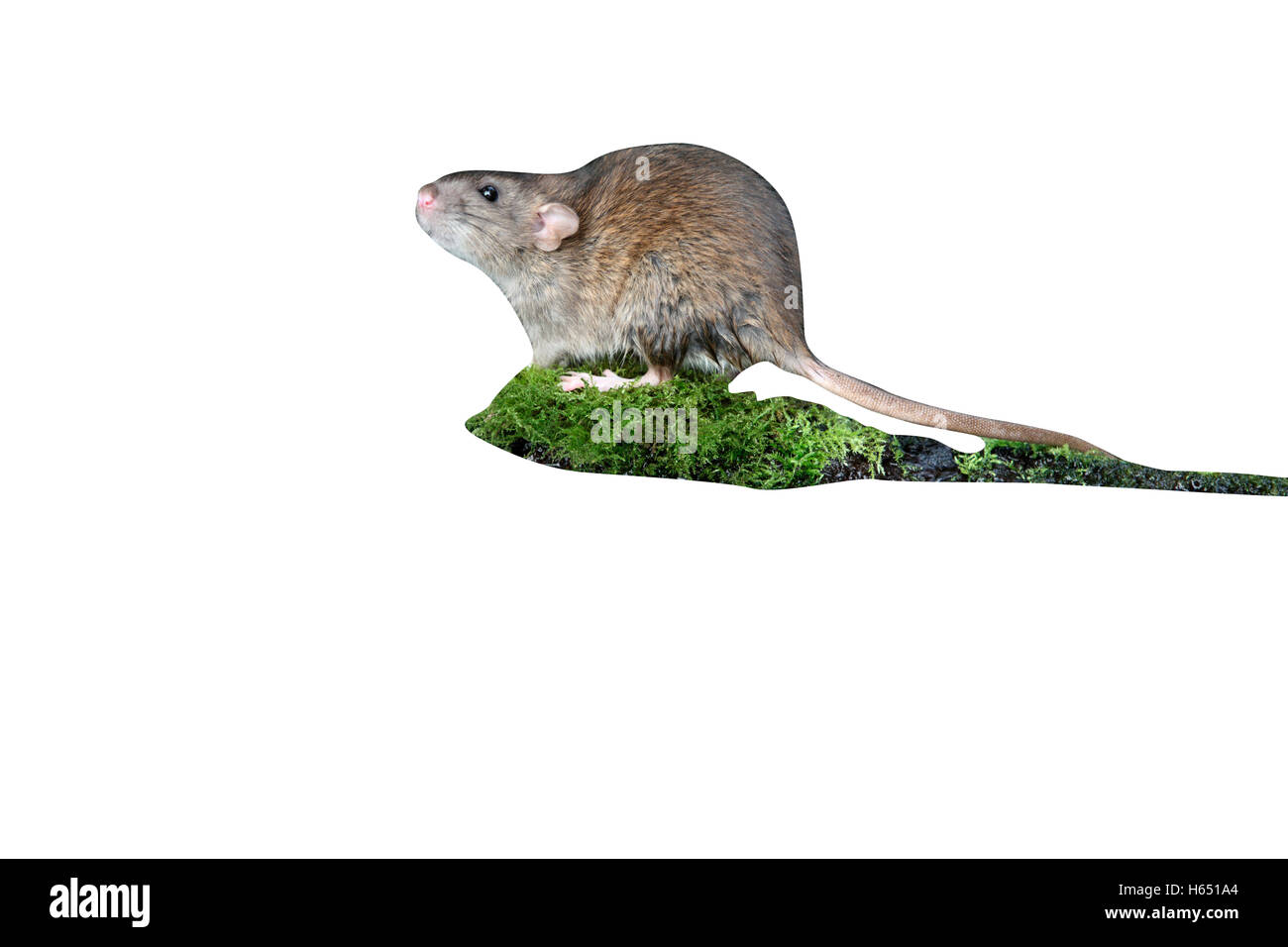 Brown rat, Rattus norvegicus, captive, August 2009 Stock Photo