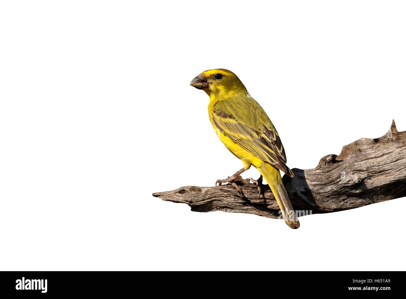 Bully canary, Serinus sulphuratus, single bird on branch,        South Africa, August 2016 Stock Photo