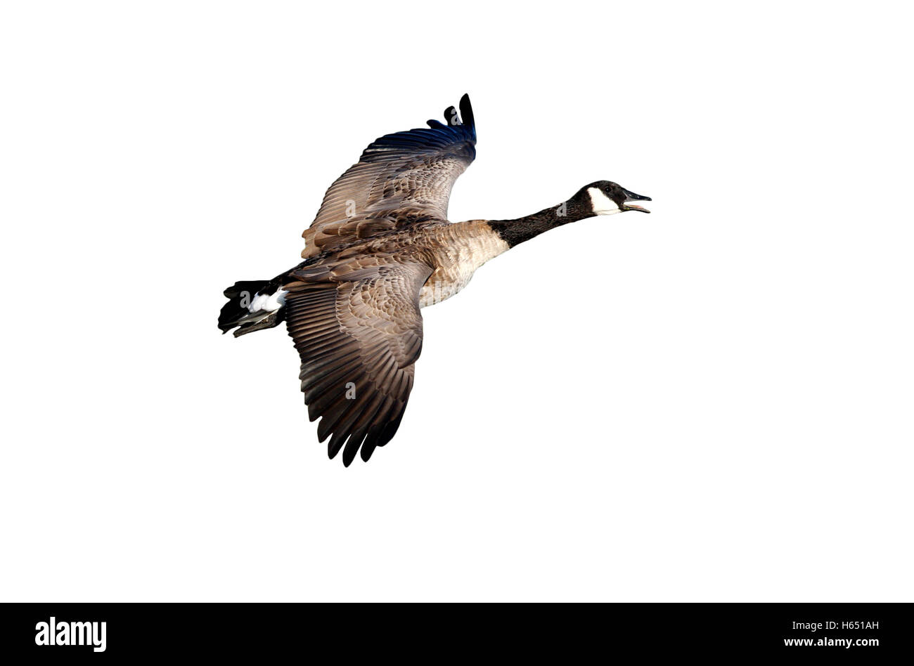 canada goose fake deutsch canada goose fake deutsch