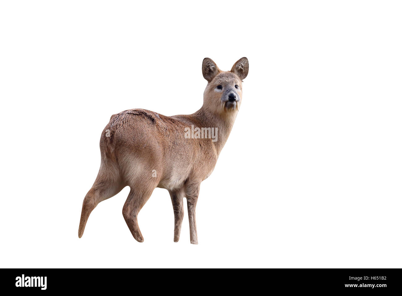 Chinese water deer, Hydropotes inermis, single mammal on grass, Bedfordshire, February 2013 Stock Photo