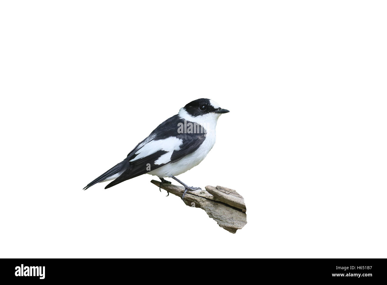 Collared flycatcher, Ficedula albicollis, single male on branch, Hungary, May 2016 Stock Photo