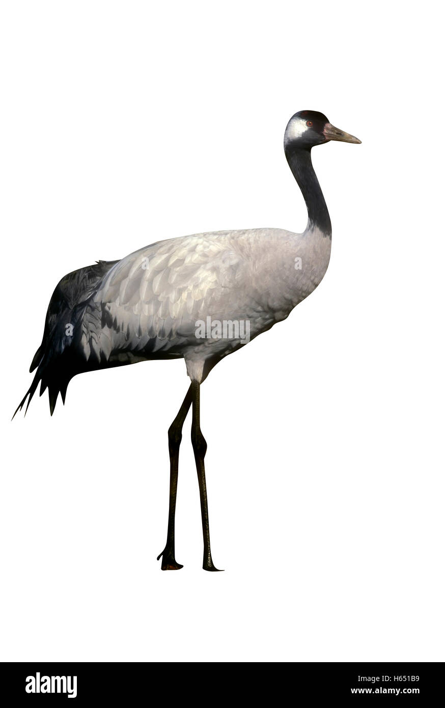 Common crane, Grus grus, Sweden Stock Photo