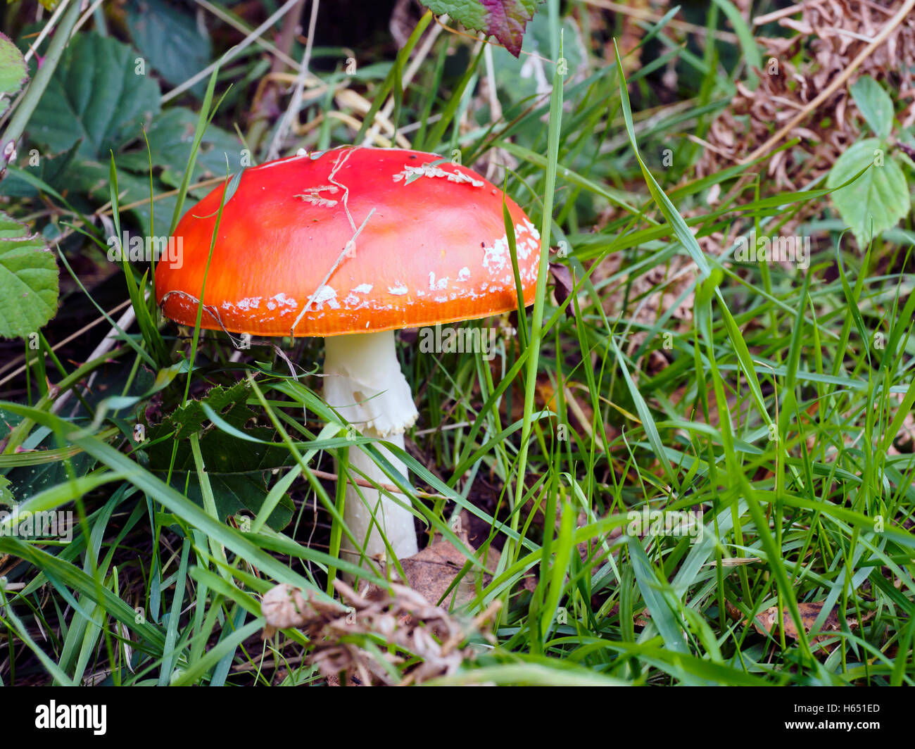Amanita muscaria, commonly known as the fly agaric or fly amanita mushroom growing on Weybourne Heath, Norfolk. Stock Photo