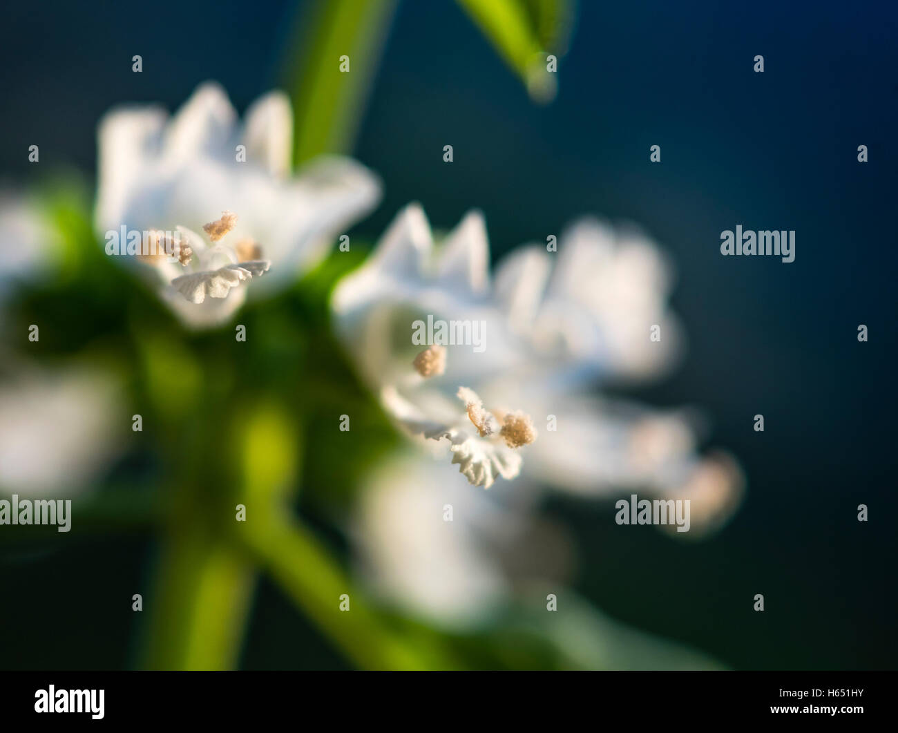 Extreme close-up of a blooming basil herb plant (Ocimum basilicum) and ...
