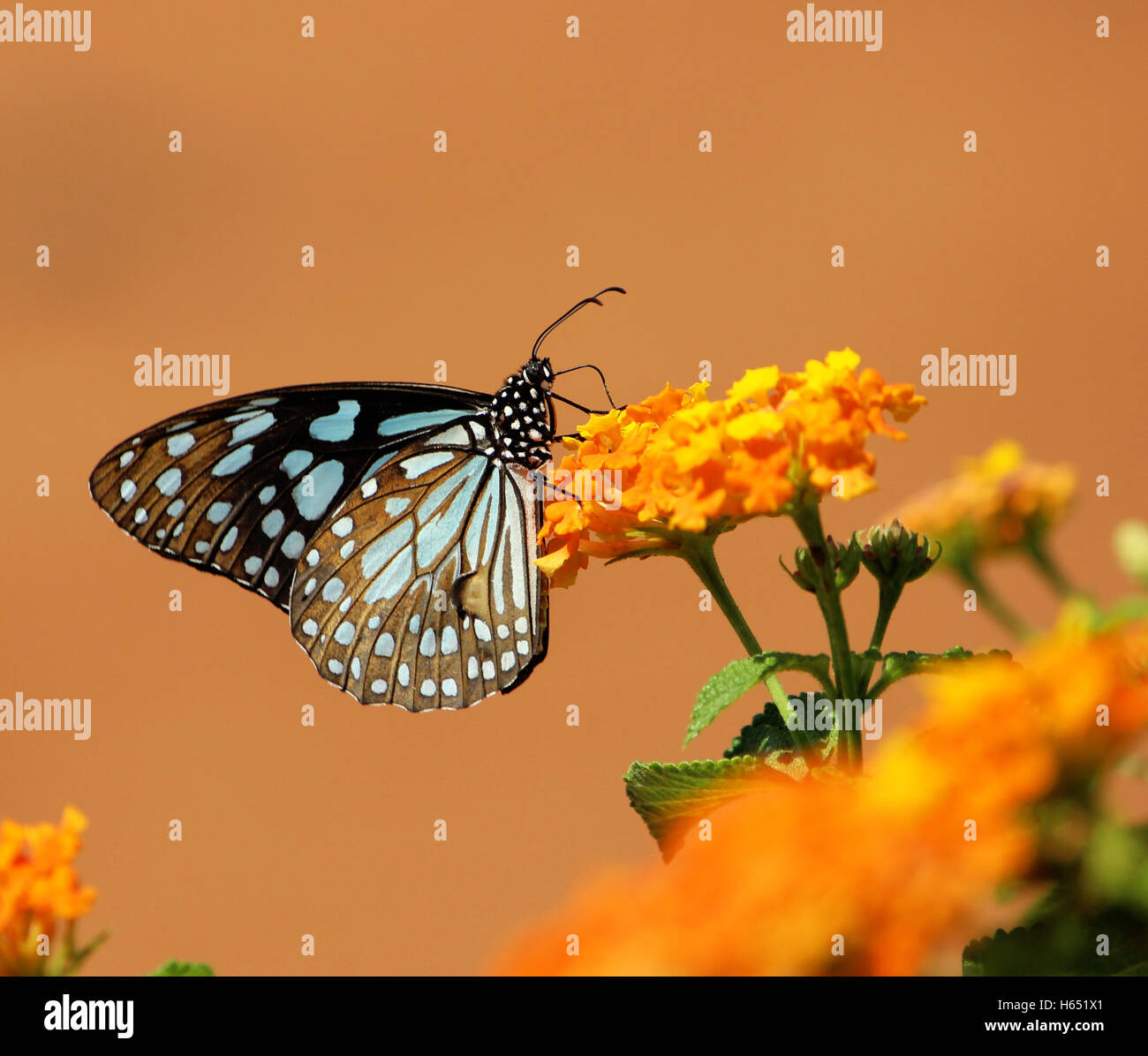 Blue Tiger butterfly feeding Scientific name - Tirumala limniace - Butterflies of the Indian subcontinent Stock Photo