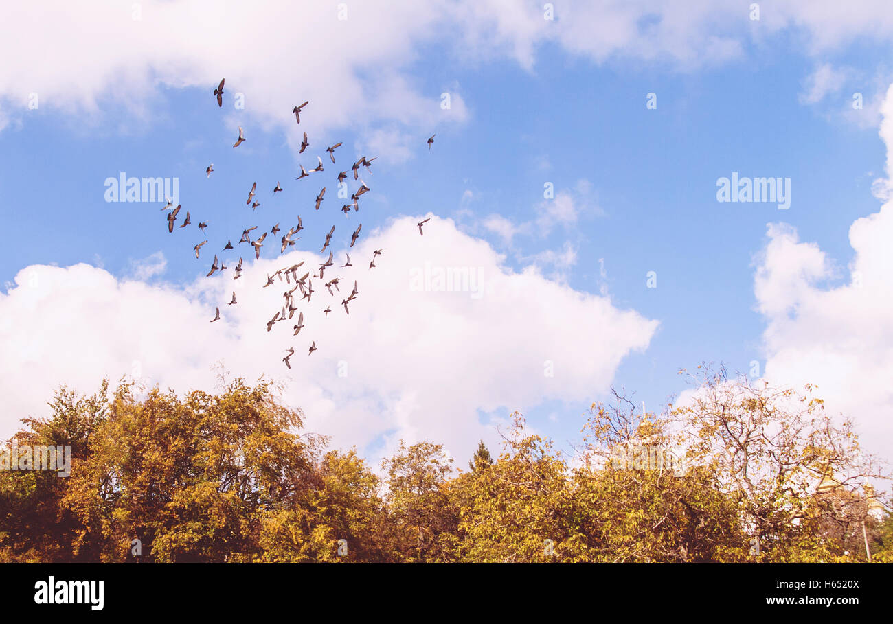 flock of birds in the cloudy sky above the trees. Stock Photo