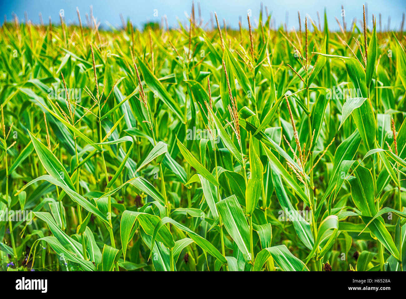 Closeup of nearly mature organically grown silage maize with male and