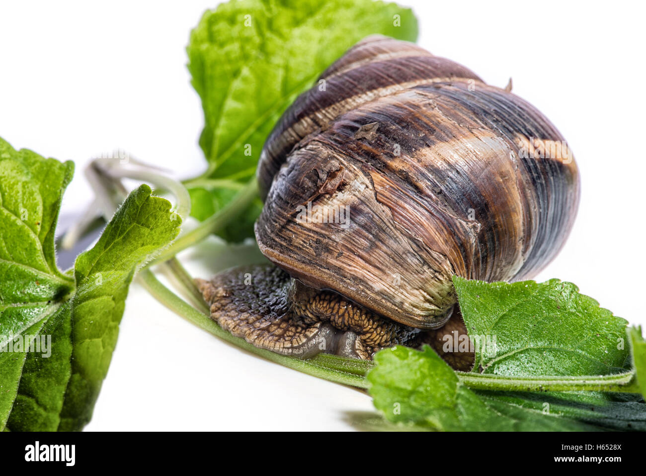 Snail with green leaves on a white background Stock Photo - Alamy