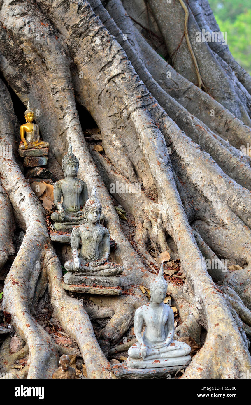 four little Buddha images on a root nearby Wat Sri Sawai in Sukhothai Historical Park Stock Photo