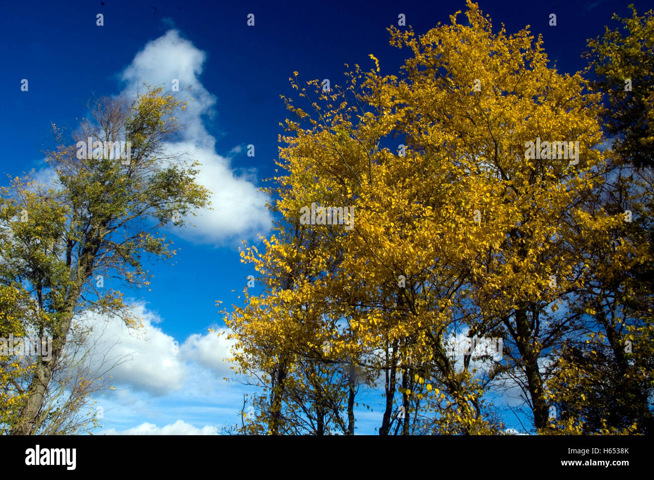 Birch Trees in the Autumn Stock Photo - Alamy