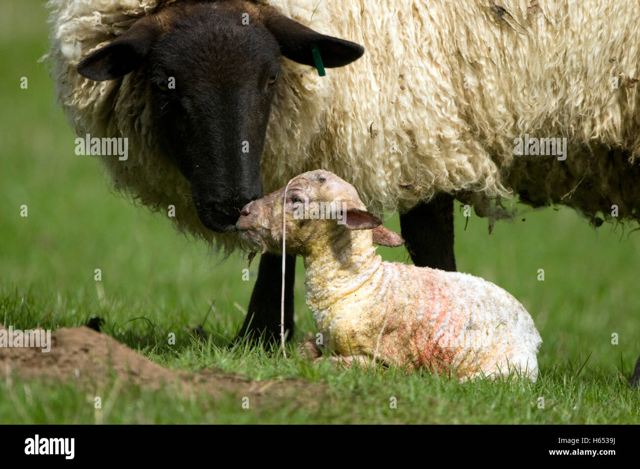 New born Lamb and Mother Stock Photo - Alamy