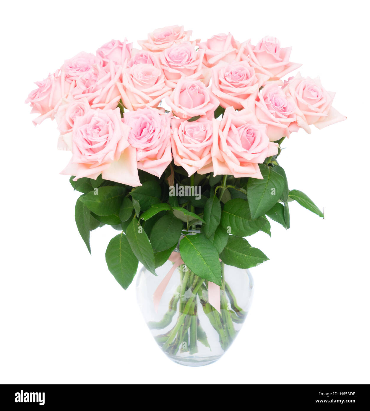 Pink blooming roses Stock Photo - Alamy