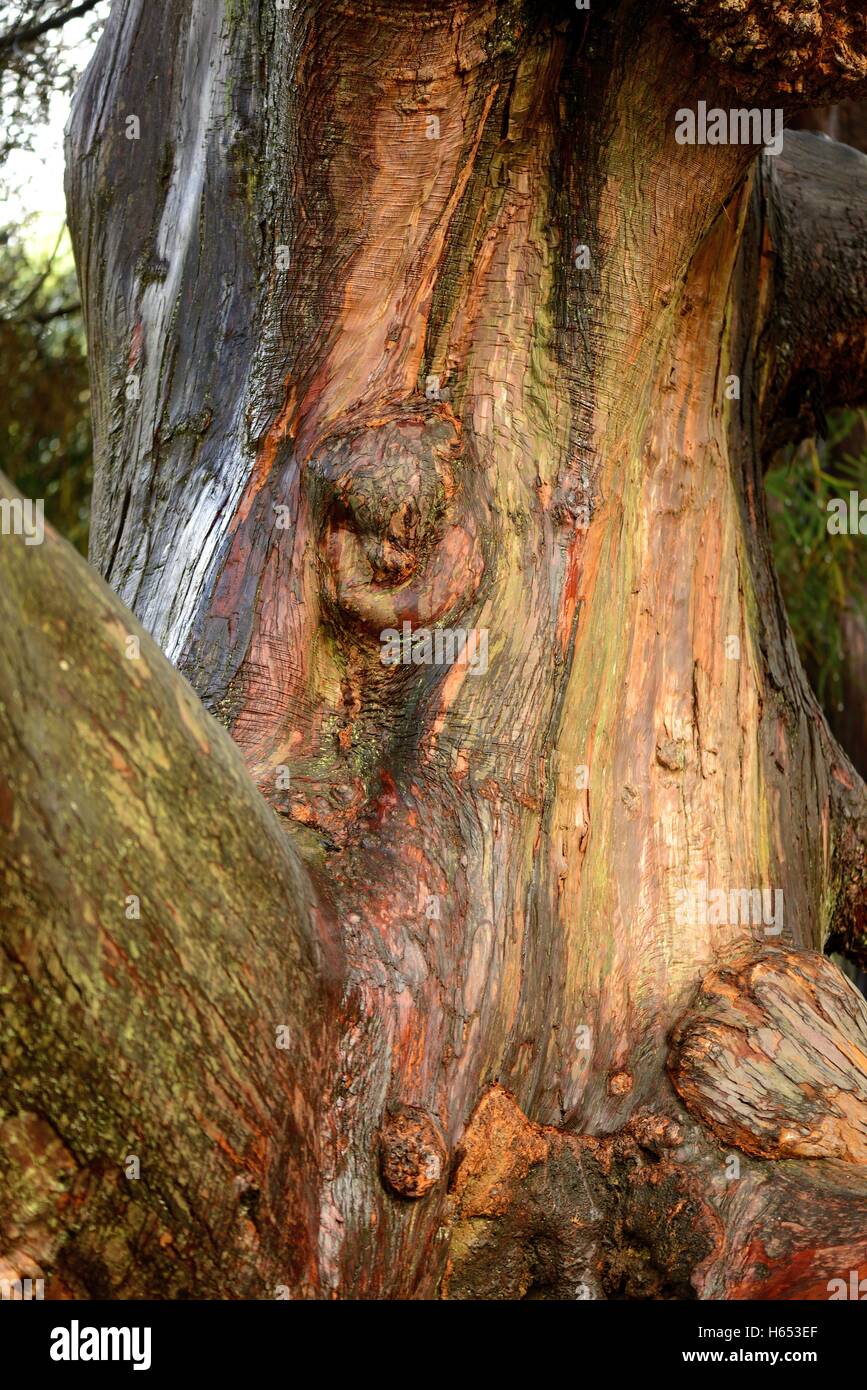 Japanese Cedar trunk Stock Photo