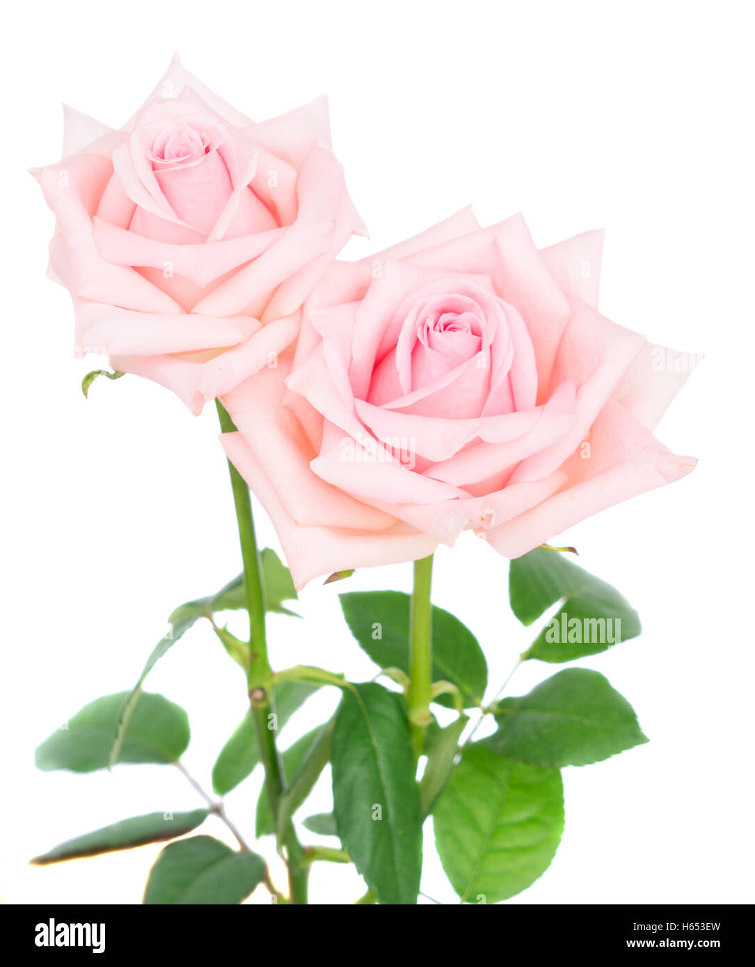 Pink blooming roses Stock Photo - Alamy