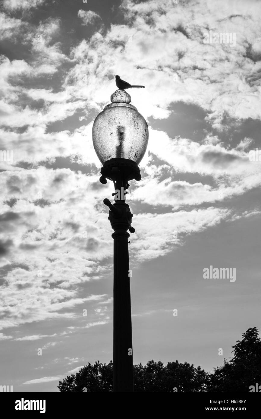 Bird on top of a lamppost in Washington DC Stock Photo
