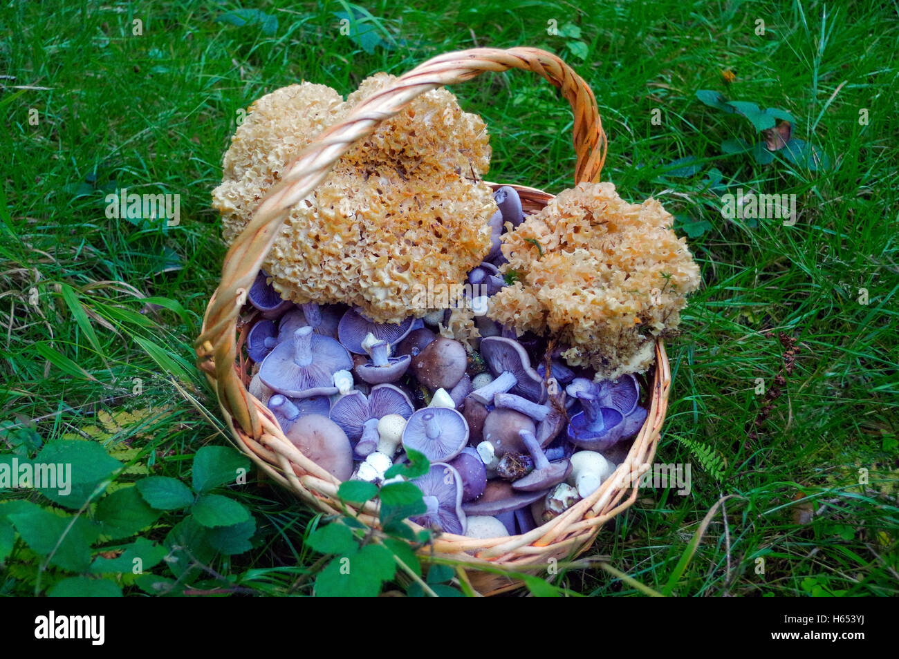 Картина мухоморы в корзинке. Сухой мухомор красный amanita muscaria. Корзинка с грибами и ягодами. Лукошко с мухоморами. Решеточник красный.
